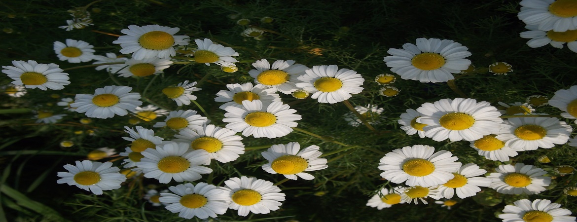 chamomile-flowers-crop-2015